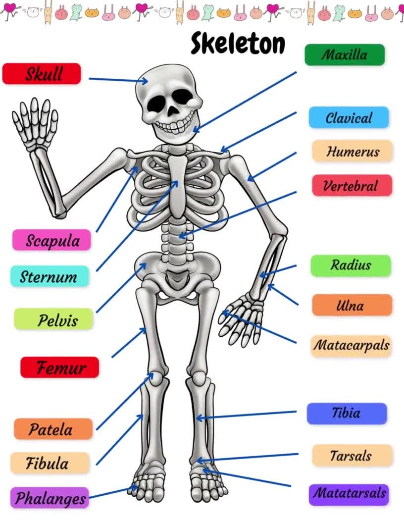 Skeletal System Practice Page Human Bones Activities Sheet Skeleton Drawing Labeling Worksheet Diagram For PreSchool Early Learning Activity