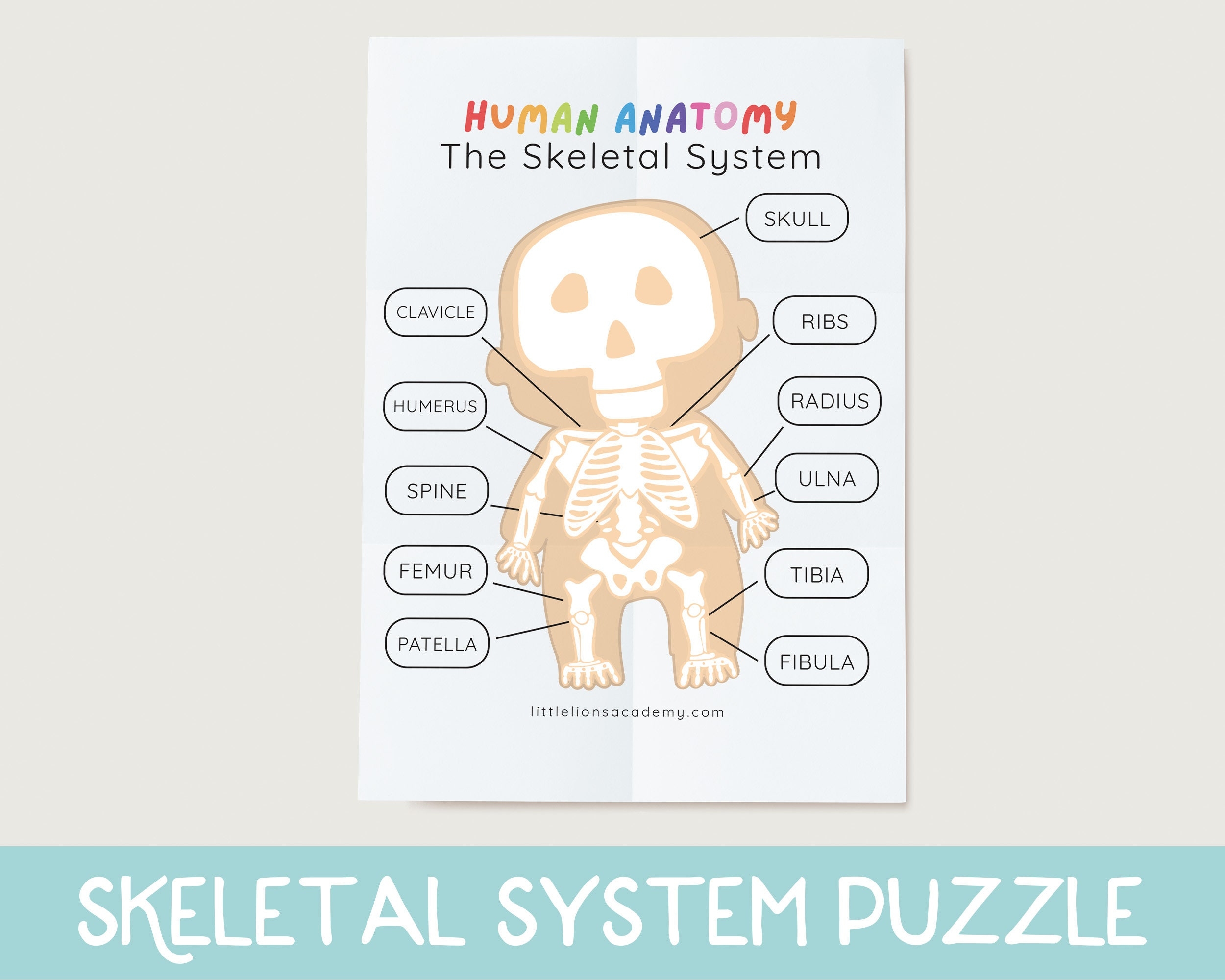 Skeletal System Puzzle Human Anatomy Activity Homeschool 