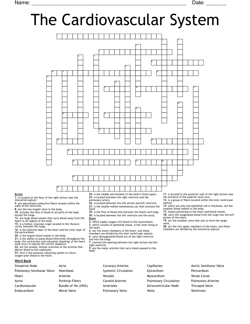 Cardiovascular System Crossword Puzzle Answer Key