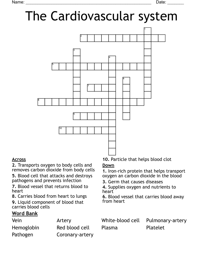 The Cardiovascular System Crossword WordMint