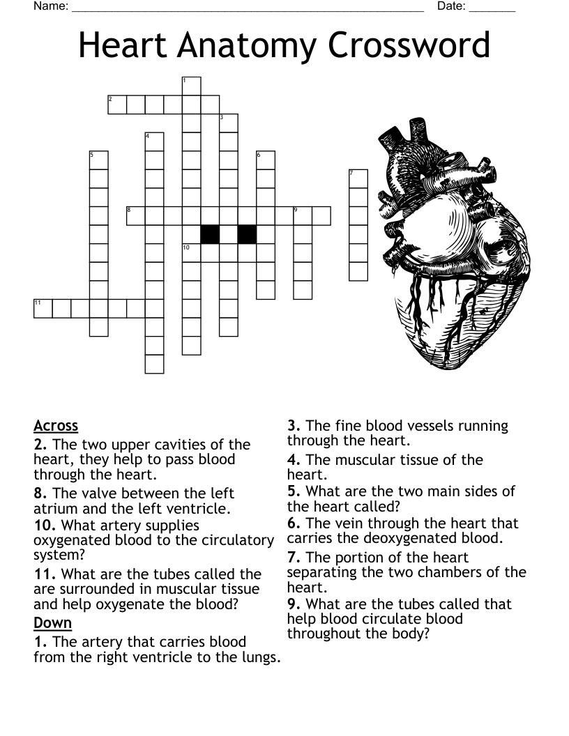 Circulatory System Crossword Puzzle