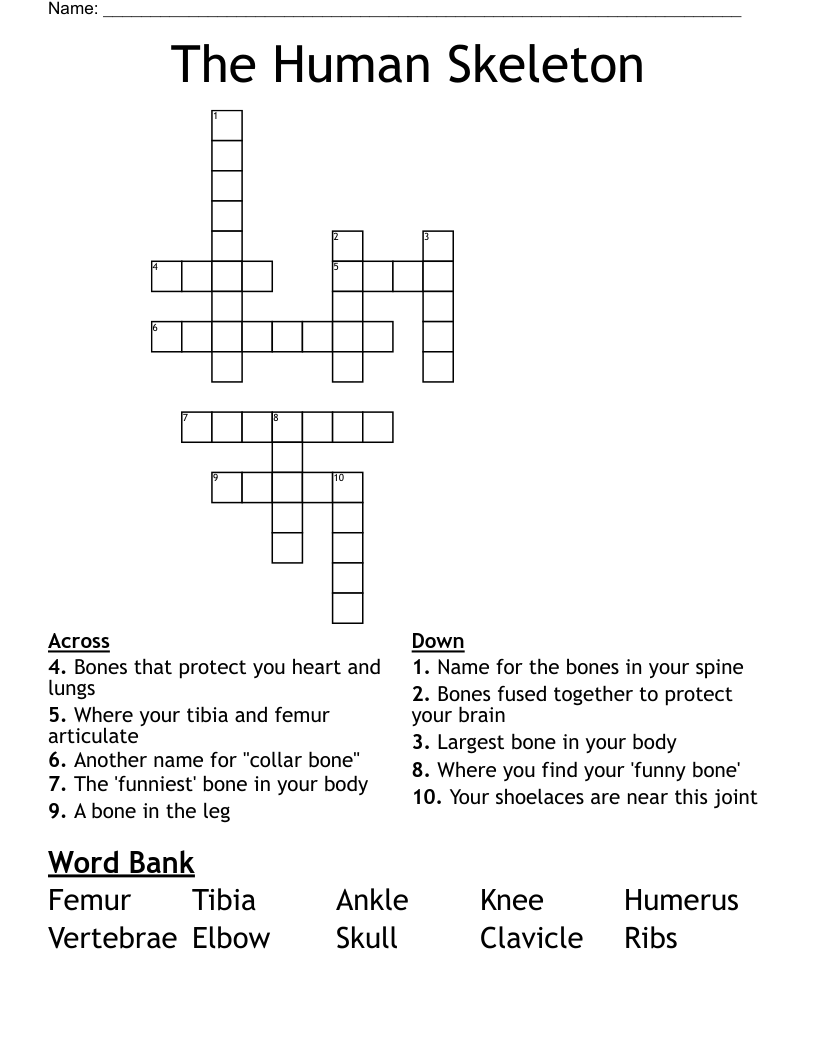 The Human Skeleton Crossword WordMint The Human Skeleton Crossword WordMint