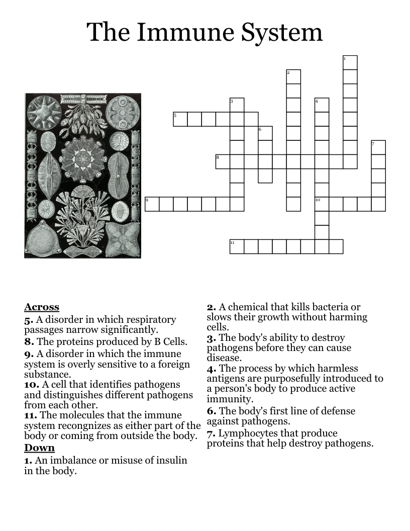 The Immune System Crossword WordMint