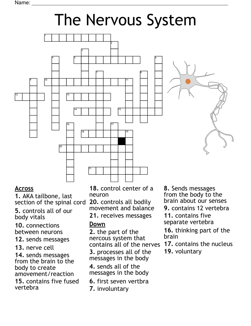 The Nervous System Crossword WordMint