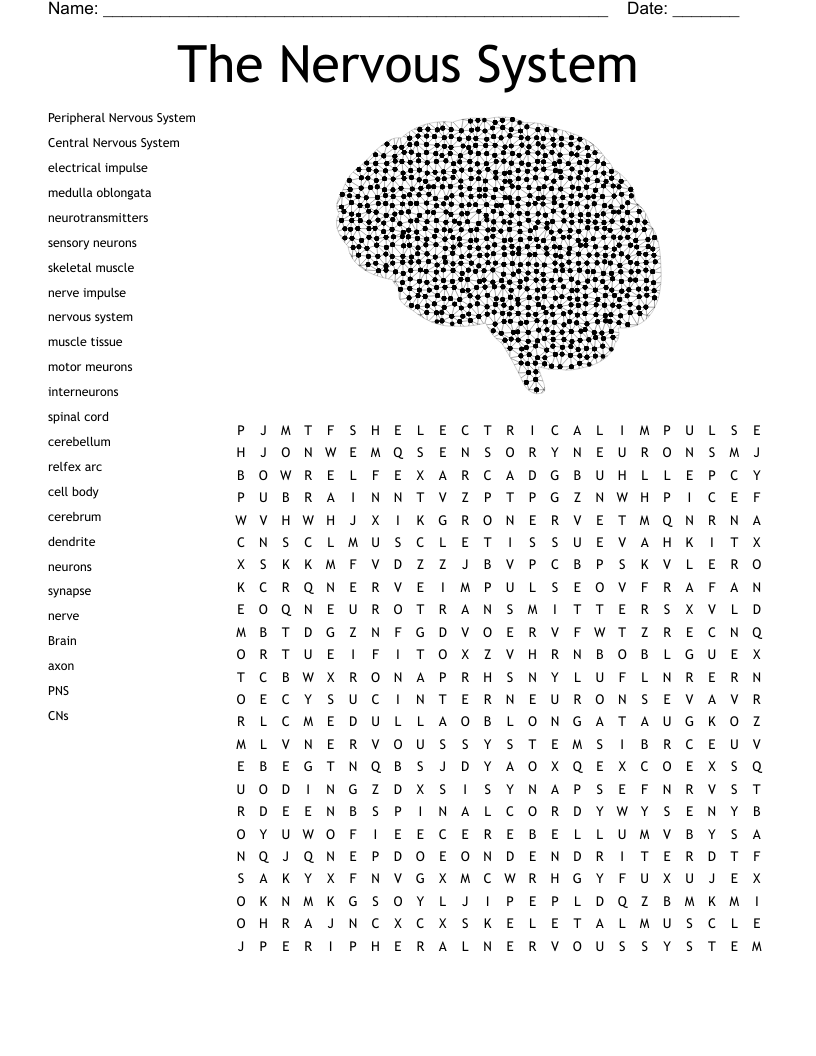 The Nervous System Crossword Puzzle