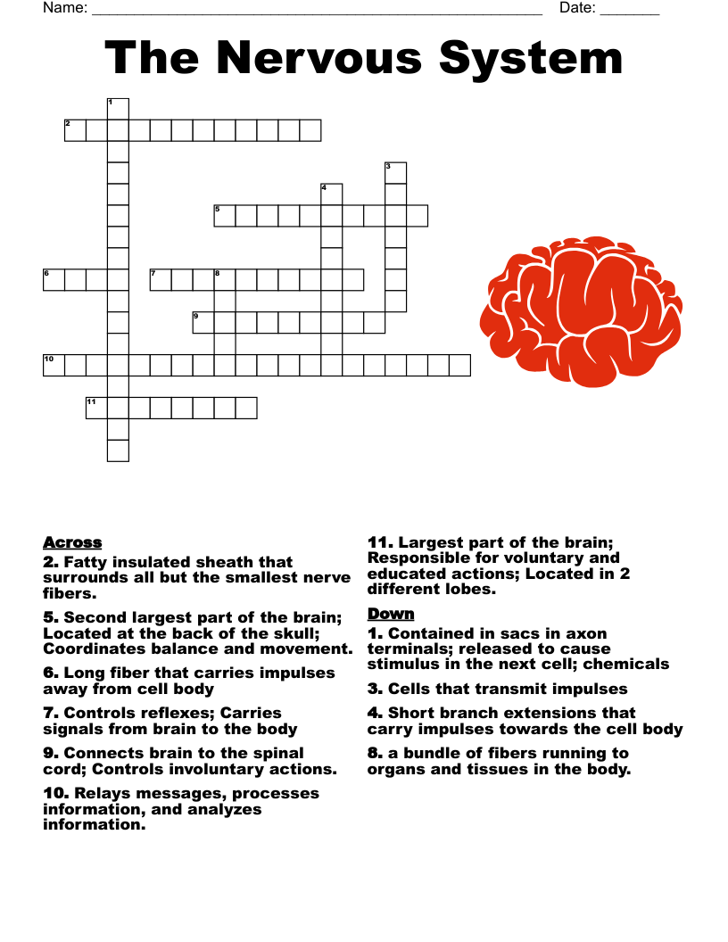 The Nervous System Crossword WordMint