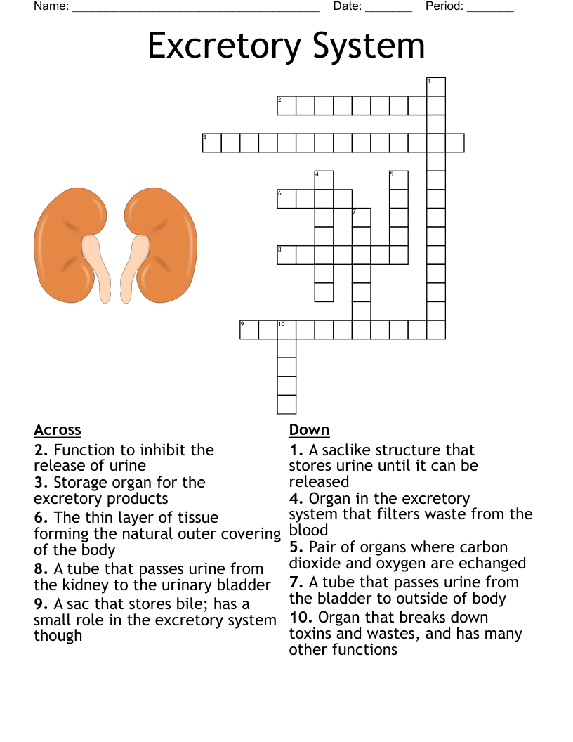 Urinary System Crossword WordMint Urinary System Crossword WordMint