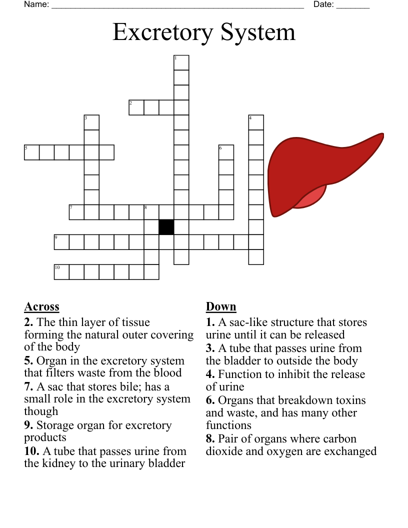 Urinary System Crossword WordMint Urinary System Crossword WordMint