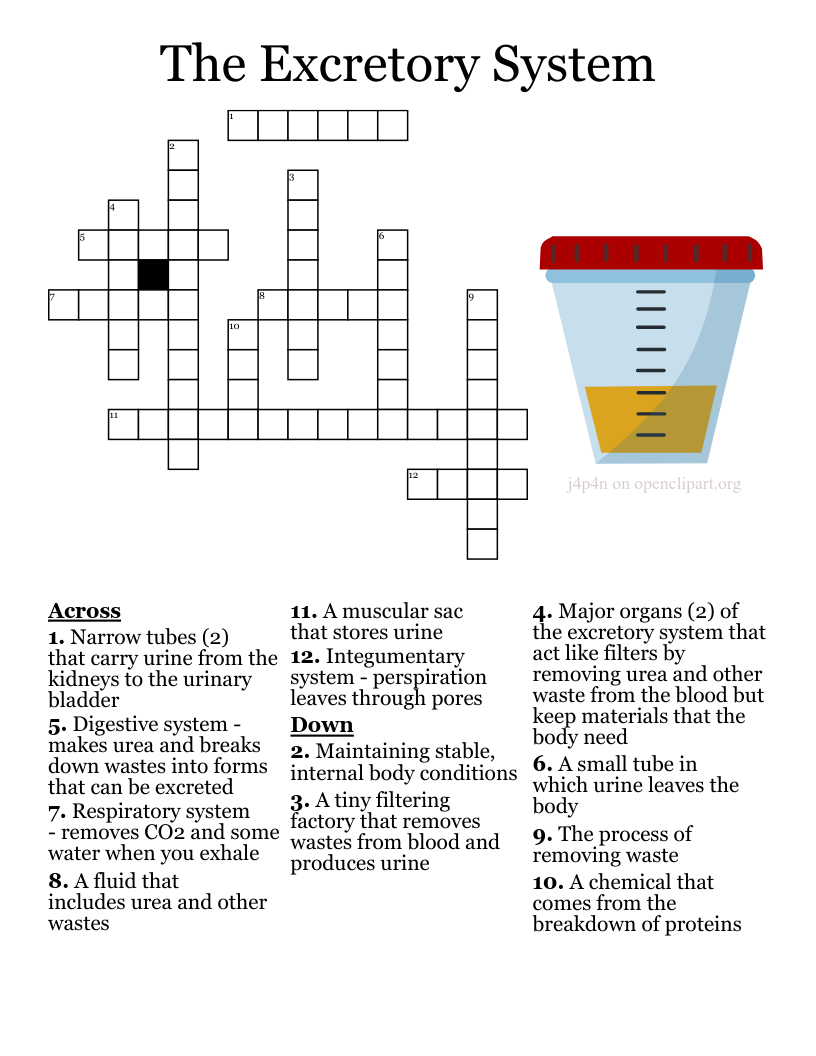 Urinary System Crossword Puzzle Worksheet Urinary System Crossword Puzzle Worksheet