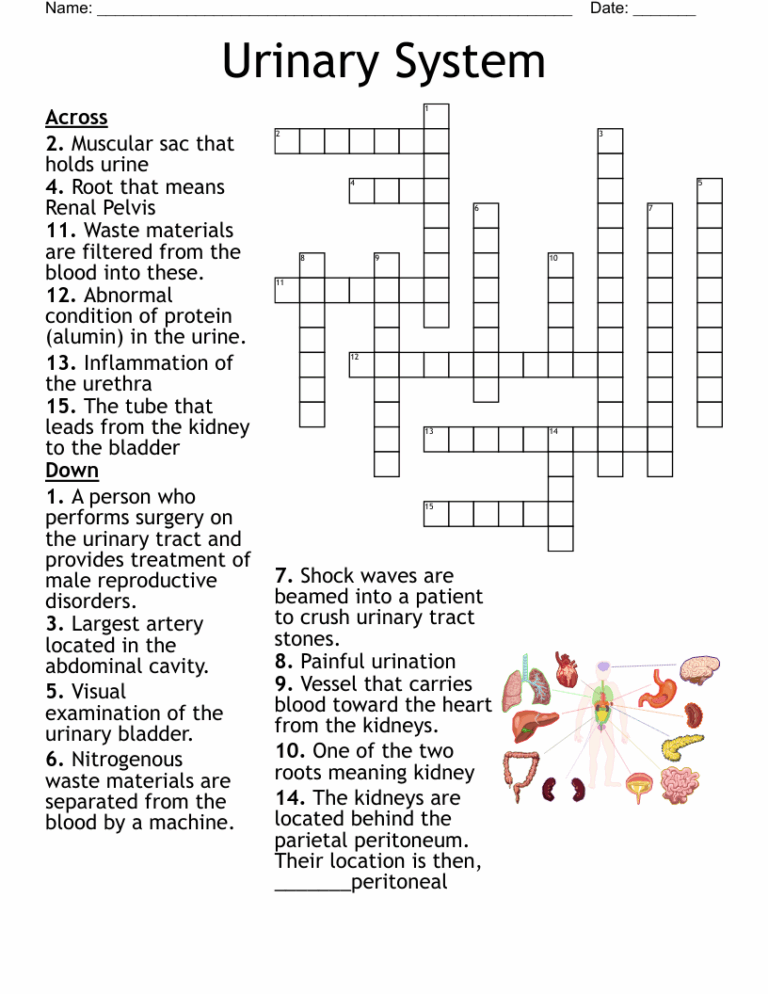 Urinary System Crossword WordMint