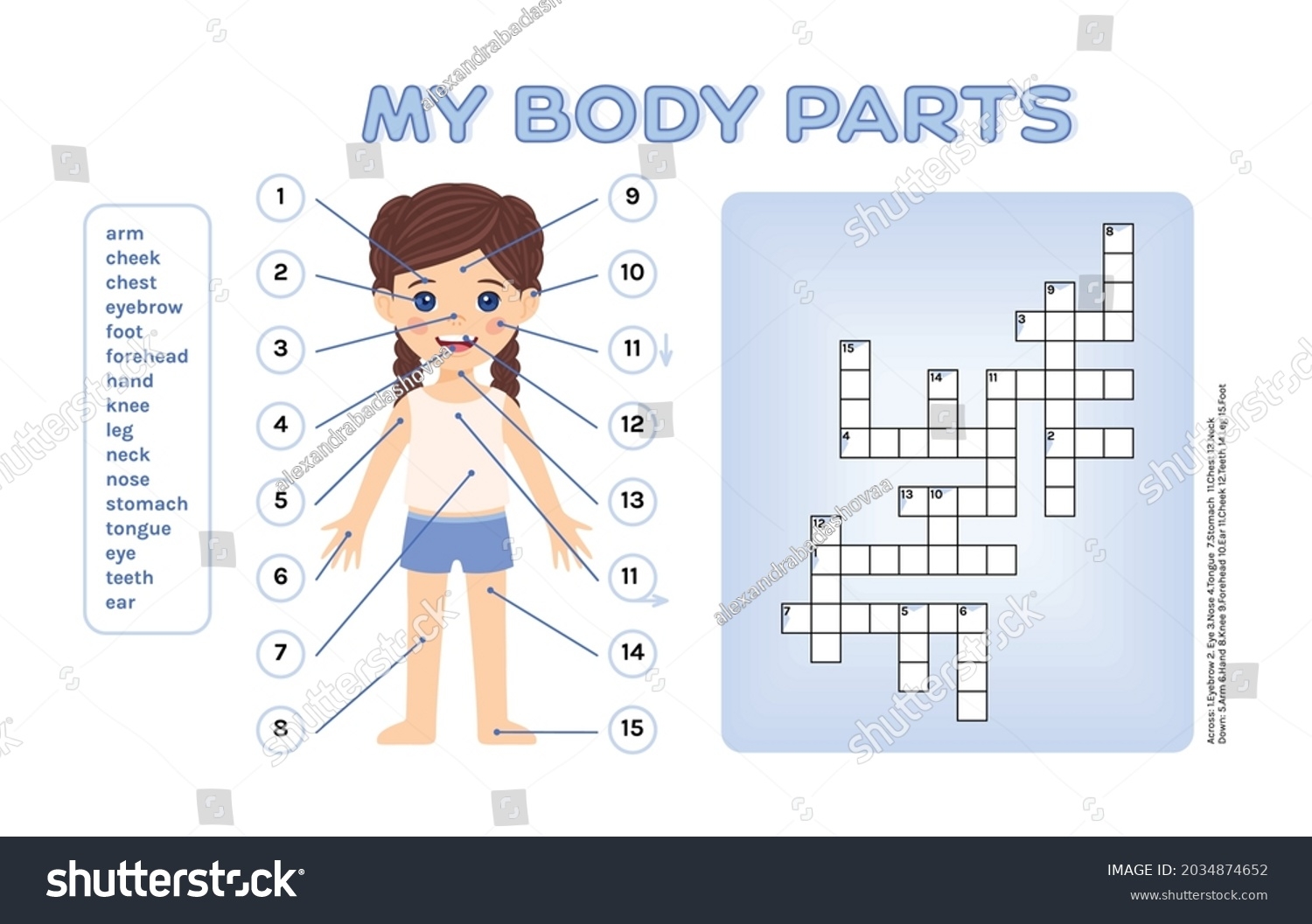 Vektor Stok Crossword Puzzle Children Parts My Body Tanpa Royalti 2034874652 Shutterstock