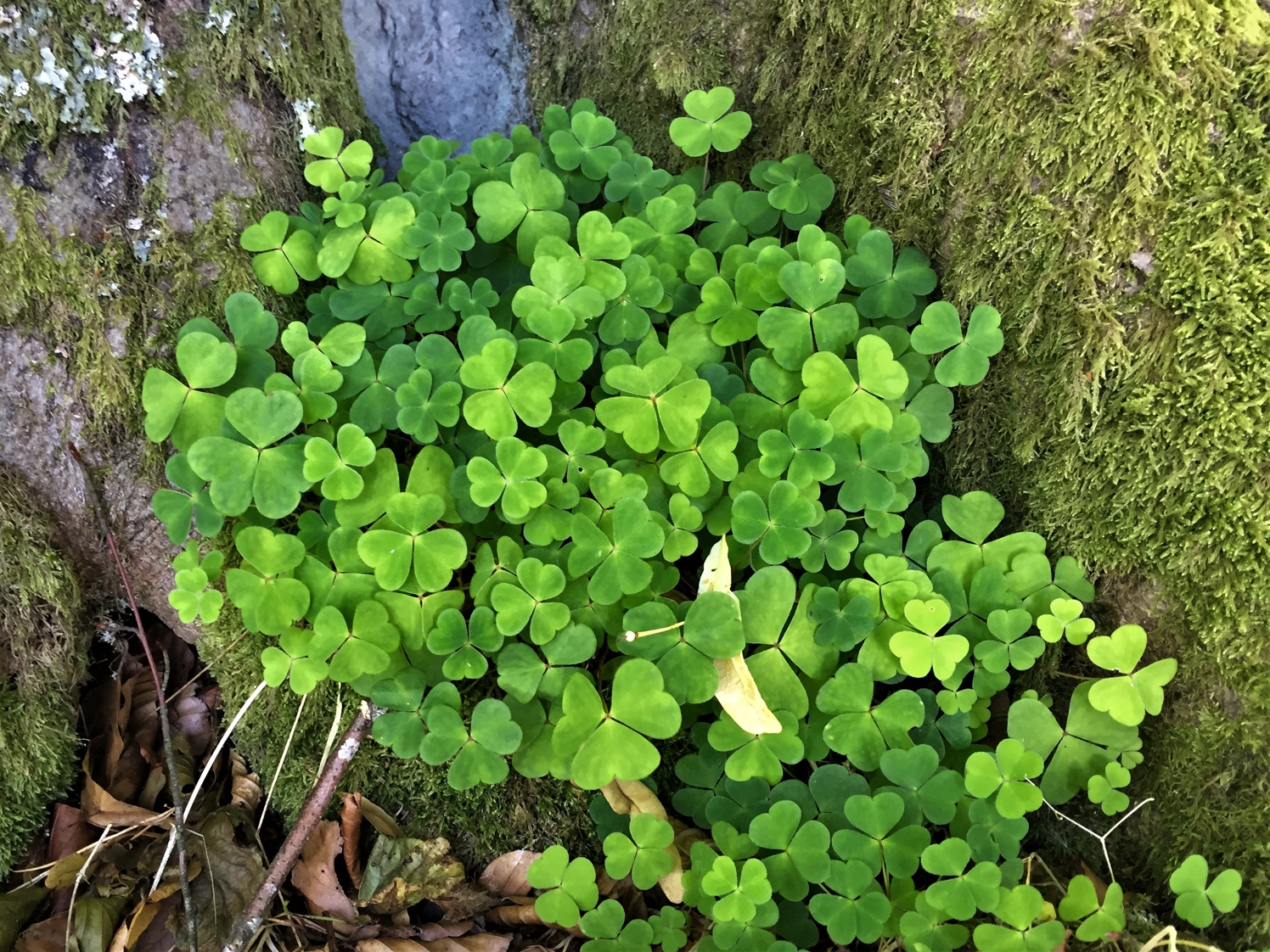 Wood Sorrel Fairy Bells Wood Sour Cuckoo s Meat Oxalis Acetoslla