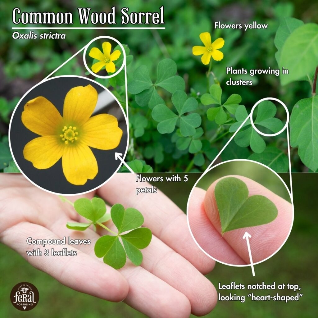 Wood Sorrel Identification Uses And Precautions