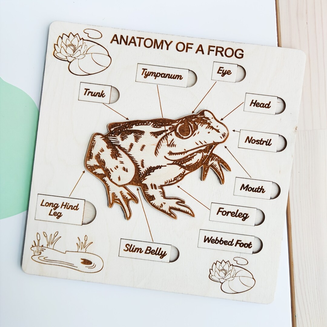 Wooden Puzzle Anatomy Of A Frog Montessori Inspired Toy For Nature Studies Etsy Wooden Puzzle Anatomy Of A Frog Montessori Inspired Toy For Nature Studies Etsy